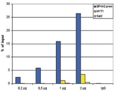 Chromatin Immunoprecipitation: Histone H2A.Z [ac Lys7, ac Lys11, ac Lys4] Antibody [NBP2-54619] - H2AZ [ac Lys7, ac Lys11, ac Lys4] Antibody [NBP2-54619] - H2AZ [ac Lys4, ac Lys7, ac Lys11] Antibody [NBP2-54619] - ChIP assays were performed using human K562 cells, the antibody against H2AZac and optimized PCR primer sets for qPCR. ChIP was performed using sheared chromatin from 100,000 cells. A titration of the antibody consisting of 0.2, 0.5, 1 and 2 ug per ChIP experiment was analysed. IgG (1 ug/IP) was used as negative IP control. Quantitative PCR was performed with primers specific for the promoter of the active genes CCT5 and EIF4A2, used as positive controls, and for the coding region of the inactive MYT1 gene and the Sat2 satellite repeat, used as negative controls. Figure shows the recovery, expressed as a percent of input (the relative amount of immunoprecipitated DNA compared to input DNA after qPCR analysis